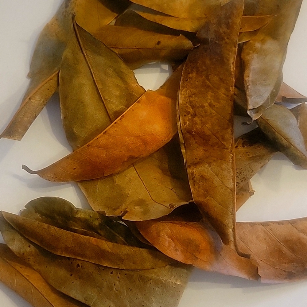 Dried sour sop leaves